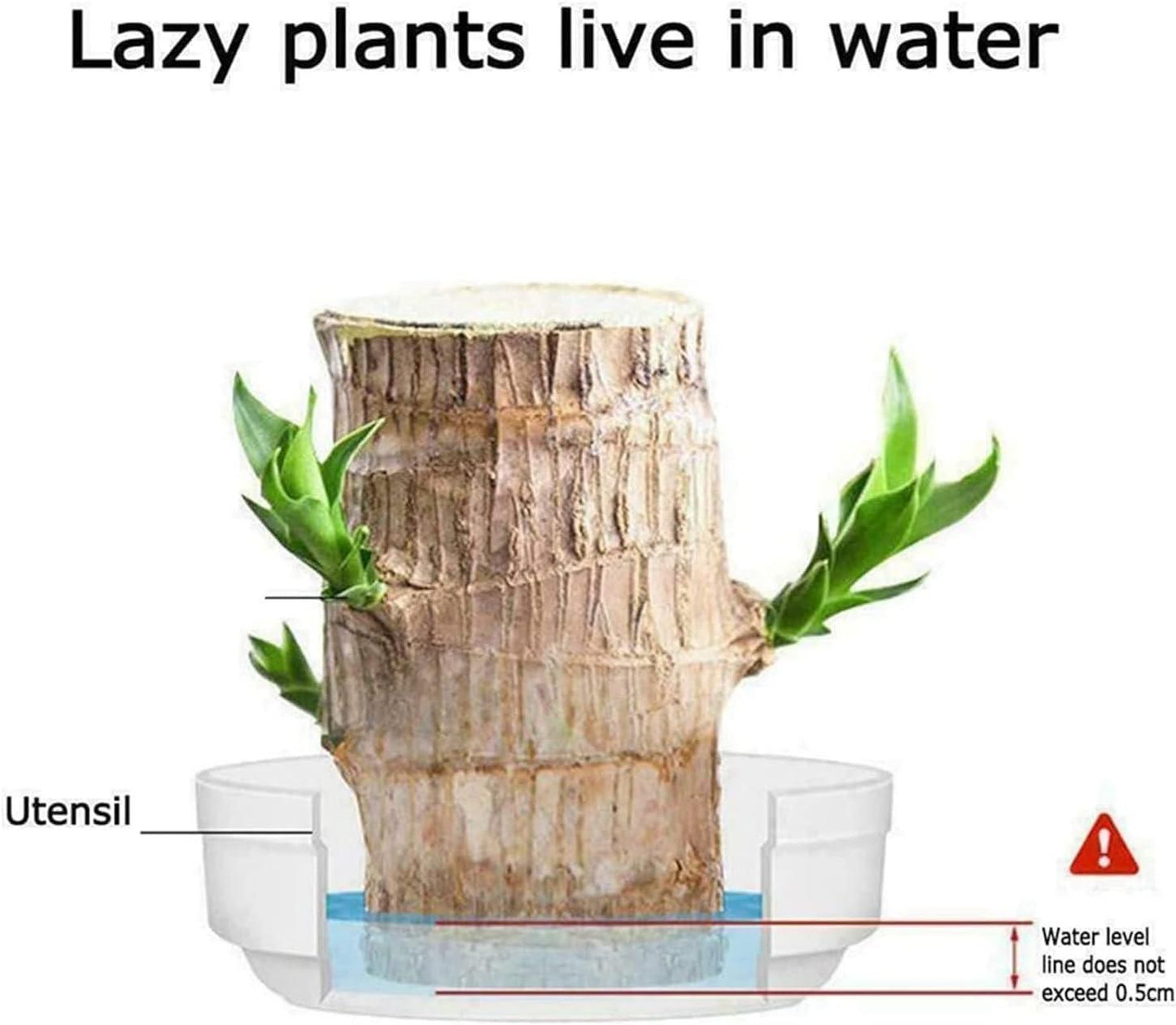 KYARI LUCKY HOME Brazilian Wood Plant.