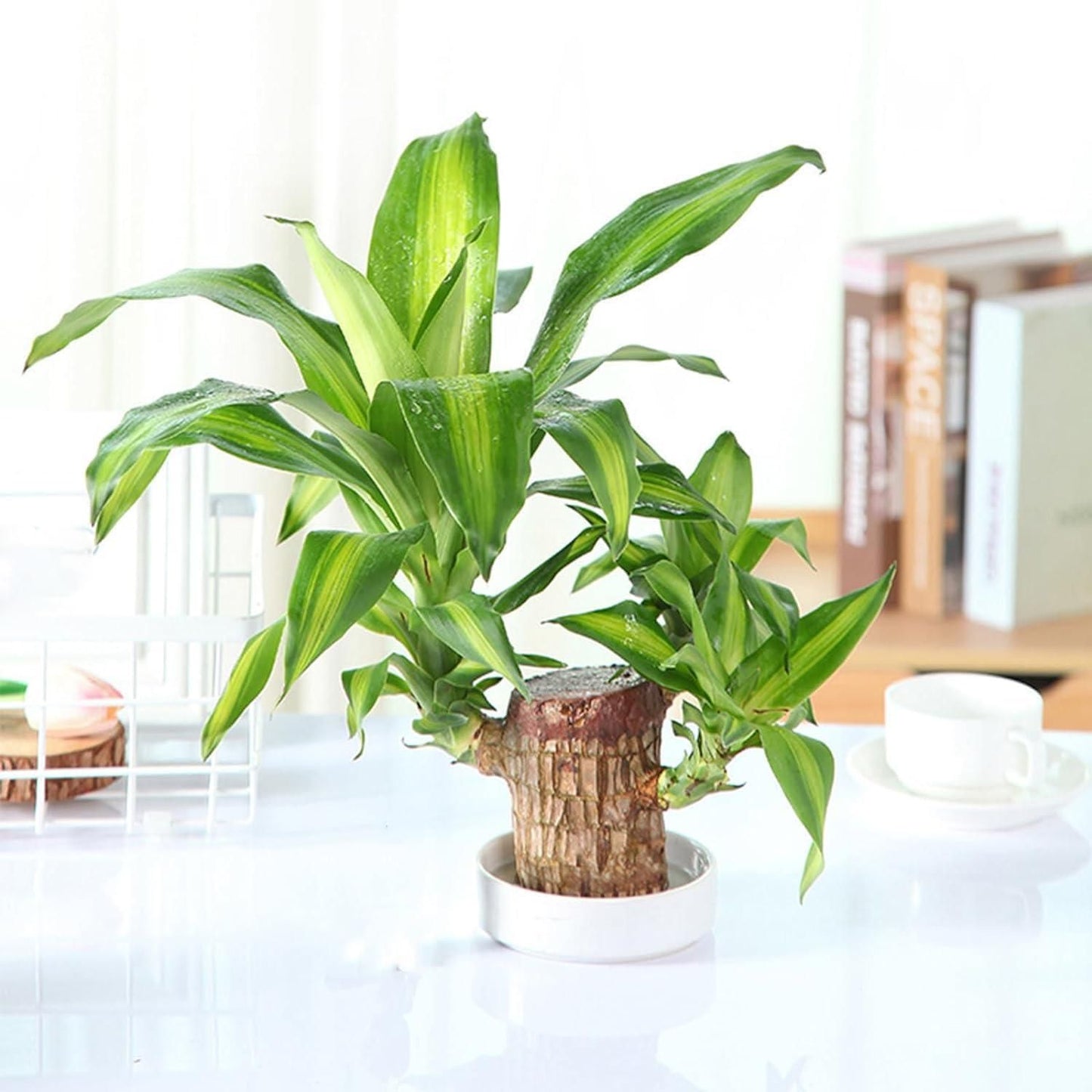 KYARI LUCKY HOME Brazilian Wood Plant.