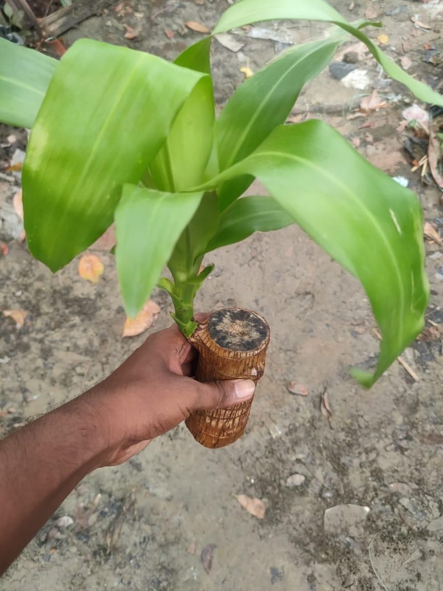 KYARI LUCKY HOME Brazilian Wood Plant.